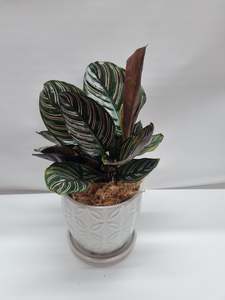 Calathea Ornata 15cm in pot