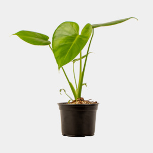 Monstera Deliciosa 12cm pot