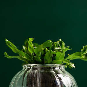 Pots: CUP O FLORA Glass Self Watering Pot - Medium RETRO