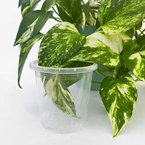 Pots: Rain 8 Clear Nursery Pot - 7.5cm x 8cm - from 73 cents each
