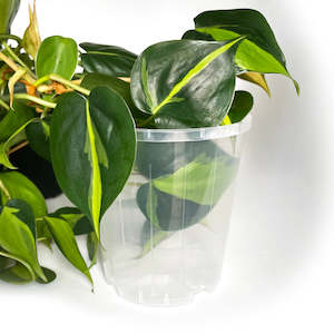 Pots: Rain 12 Clear Nursery Pot - 11.5cm x 12cm - 1 litre - from 99 cents each
