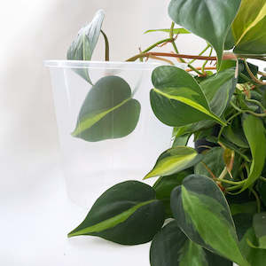 Pots: Rain 15 Clear Nursery Pot - 15cm x 14.5cm - 2L - from $1.10 each