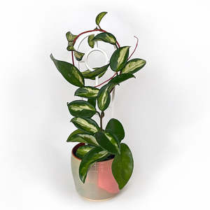 White: Crew Mini Plant Trellis - WHITE