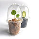 Mini Clear Propagation Kit with Humidity Dome - from $2.25 each