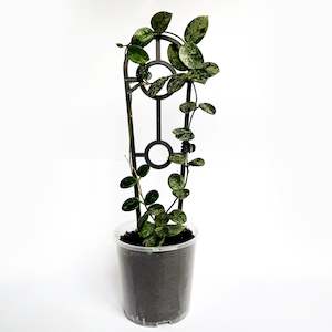 Pots By Colour: Crew Mini Plant Trellis - BLACK [from $1.20 each]