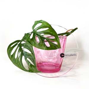 Propagation Supplies: Claroplants - SMALL CLEAR