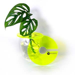 Propagation Supplies: Claroplants - LEMON