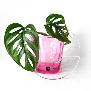 Propagation Supplies: Claroplants - LARGE CLEAR