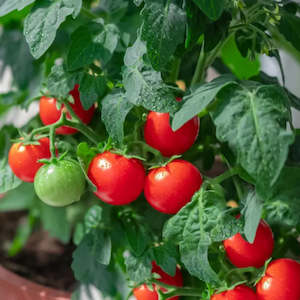 Yates: Patio Mini Tomato - Seeds