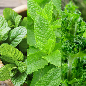 Mint Mix - Seeds (Peppermint, Spearmint, Curled Mint)