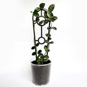 Trellis: Crew Mini Plant Trellis - BLACK - from $1.20 each