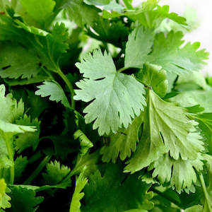 Yates: Coriander (Cilantro) - Seeds