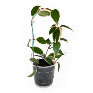 Trellis: Arka™ Trellis - Petite Mini - CLEAR RAINBOW IRIDESCENT