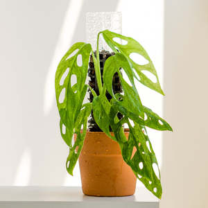 Plant Support Poles: Thiccly GrowPole™ 2.0 Pro - Clear SMALL 30cm [from $6 each]