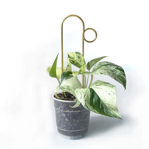 Plant Support Poles: Botanopia Plant Support Stake - Gold Bump 30cm