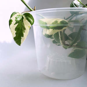 TEKU 15 Clear Nursery Pot - 14.5cm x 12cm