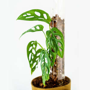 Plant Support Poles: Thiccly GrowPole™ 2.0 Pro - Clear MEDIUM 40cm [from $11 each]