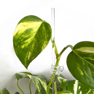 Plant Support Poles: Rain Acrylic Plant Stake - CLEAR [from $1.60 each]