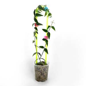 Neon Pastel 80s Cover Pots: Arka™ Trellis - Petite Mini - FLURO