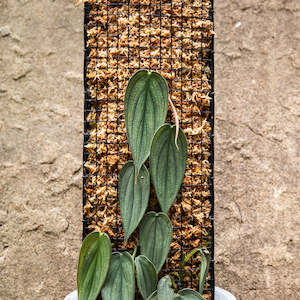 Grow Vertical: Grow Vertical Propstick - 120cms BIGGIE