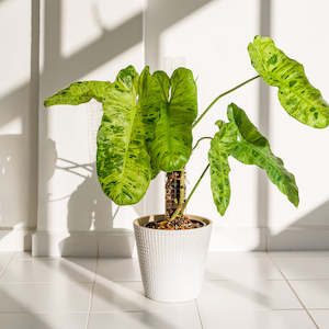 Plant Support Poles: Thiccly GrowPole™ 2.0 Pro - Clear LARGE 50cm [from $18 each]