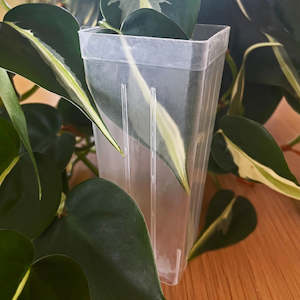 Rain DEEP MINI Clear Root Trainer Pots 4 Pack - 5cms x 11.5cms - 220ml - $1.15 each