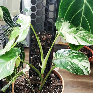 CANOPY Extendable Grow Pole - INK 39cms SMALL [from $9.50 each]
