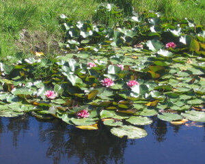 Products: Resilience Course