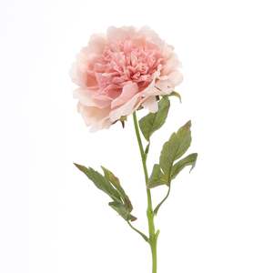 Artificial Real Touch Peony Rose - Large Stem - Blush