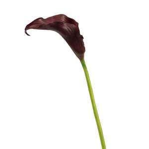 Artificial Calla Lily - Dark Purple