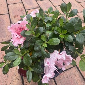 Azalea ‘Gumpo Pink’ 2L