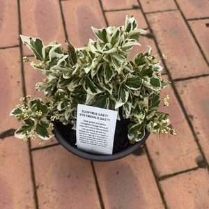 Products: Euonymus fortunei ‘Emerald Gaiety’ 2L