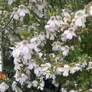 Products: Prostanthera ‘Ballerina’ – Mint Bush