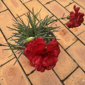 Products: Dianthus ‘Passion’ 14cm