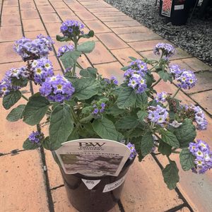 Products: Heliotrope Augusta lavender 1
