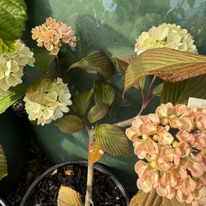 Products: Viburnum plicatum ‘Rosacea’ ‘Pink Snowball Tree’ 2L