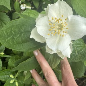 Philadelphus ‘virginal’ 2L