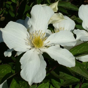Products: Clematis montana ‘Snowflake’ 3.3L