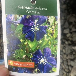 Clematis viticella ‘Aotearoa’