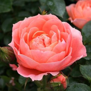 Products: Rose ‘Sweet Dream’ Patio
