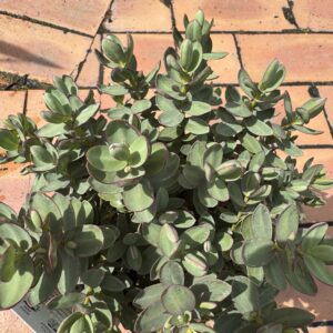 Products: Buddleja ‘Fallowiana Alba’