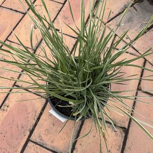 Products: Lomandra ‘Arctic Frost’-1.5L