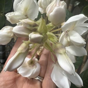 Wisteria ‘White Silk’