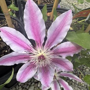 Products: Clematis hybrid. ‘Nelly Moser ‘