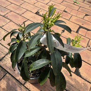 Products: Kalmia latifolia ‘Pink Charm’