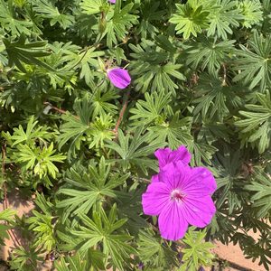 Products: Geranium ‘Tiny Monster’