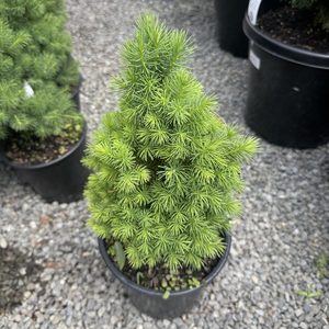 Picea glauca var. albertiana ‘Conica’ White Spruce)