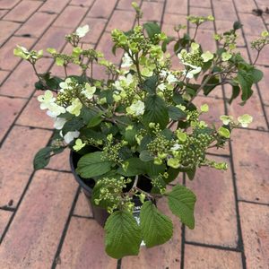 Viburnum plicatum ‘Summer Snowflake’ 2L
