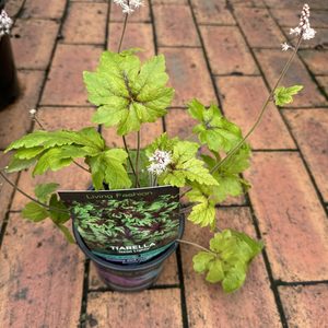 Tiarella ‘Neon Lights’ 12m