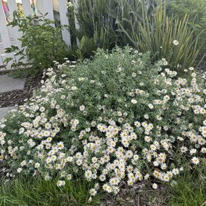 Helipterum ‘Paper Cascade’ 2.5L